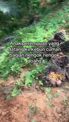 #lewatberanda #kebun #xyzbca #sawit #fyp 