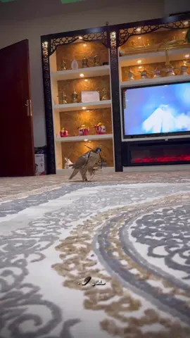 #سلطان👋🏻💔 #طريف_الحدودالشماليه #صقاقير_الخليج #مقناص_الطيور 