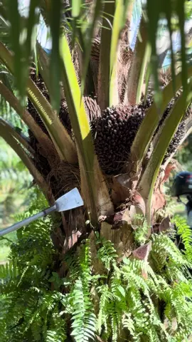 รุ่นนี้กำลังจะไม่มีไห้”โม้“แล้วน่ะ🤣💪🏽😘#ตัดปาล์มน้ํามัน🌱 #มันทุกเม็ด💯🐦‍🔥#ป้ายตรัง💚💚 