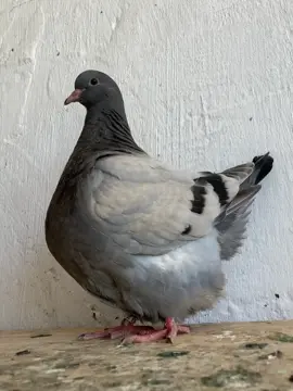 #ساحة_التحرير_الحمام،الزاجل،عش #الشعب_الصيني_ماله_حل😂✌️ #بصرة_موصل_كركوك_نجف_بغداد_حلة 