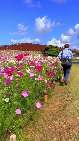 コキアとコスモスの絶景を見て思わず走り出すオッサン😁 — 📲2025/10/24 #iphone16ProMax — A middle-aged man can’t help but start running after seeing the breathtaking view of Kochia and cosmos flowers🏃.