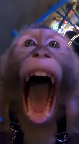 😂😂.#fyp #monkey #sora2 #viral 