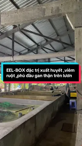 Tui nuôi lươn cũng mấy năm nay rồi ,năm nào mà tới giai đoạn mưa nhiều lươn cũng dễ bị xuất huyết ,viêm ruột ,phù đầu,gan thận mủ hết á#thuyduymientay #thuocluon #eelbox#xuathuyet #viemruot @Thuý Duy miền-Tây  @Thuý Duy miền-Tây  @Thuý Duy miền-Tây 