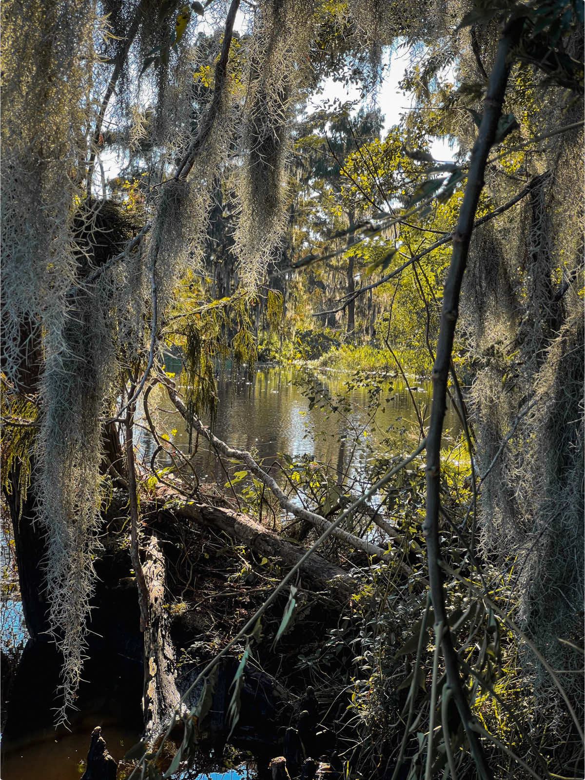 American Horror Story: Coven filming locations 🔮⚜️💀🐊#neworleans #americanhorrorstory #coven #halloween #louisiana 