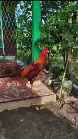 katana junior😁 #fyp #pamangon #mangon #bkklasik #pakhoy #salamsatuhobi #ijin #pemula #ijinsuhu🙏😂 