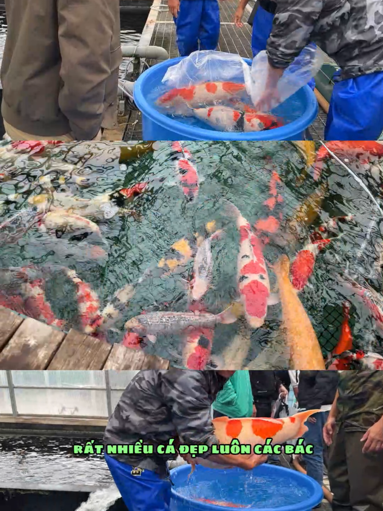 Chọn cá koi Nhật gần 1m #ordercakoinhat #cakoinhatban #tranminhtuansieuthicakoi #marudokoifarm #xuhuong 