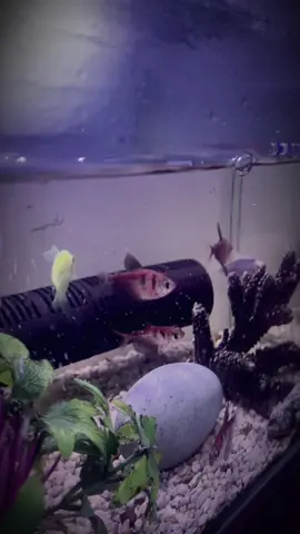 Ước gì mình có thể thong thả kh vô lo vô nghĩ như chúng #tamtrang #xuhuong #xuhuongtiktok2025 #thịnhhanhtiktok #tuongtac @Lý Thị Hiền~NĐT🐰❤️ @Sứa 🪼 