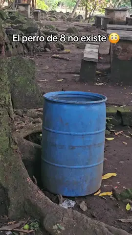 jajajaj quiendijo que no existia el perro del 8 #comedyvideo #risa #comediahumor #viral 