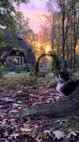 Caturday! Happy November. #cottagecore #cats #witchtok #magical #romanticizeyourlife 