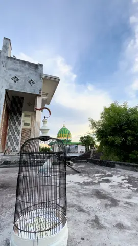 Di proses aja siapa tau jadi pokok ngak jadi tahu aja 🤣🤣#lovebirdhawatimur #lbfighterindonesia #lovebirdfighterindonesia #lovebirdkonslet #lovebird24jm #lovebirdjatimbangkit #promoseruweekend #lovebirdjatim #ligacampion2025 #ligacampion2025 