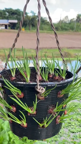ไม่มีพื้นที่ปลูก แต่อยากปลูกต้นหอมไว้กินเอง แนะนำปลูกในกระถางเลยค่ะ #ปลูกหอมแดงในกระถาง #เกษตรพอเพียง #shallots #nature #agriculture 