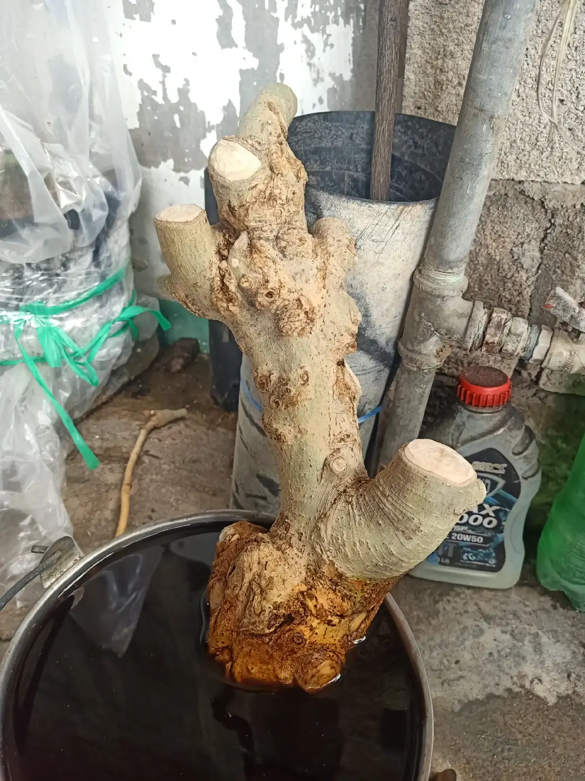 #bonsaiduoimini #bonsai #bonsaiduoi 