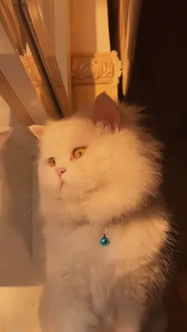 چاو جوانەکەی من🍯 #fypシ #پشیلە #erbil #catlover #پشیلەکەم  