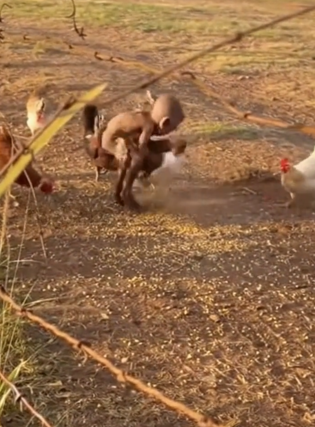 Esta criatura extraña se está robando las gallinas🥚 #fypジviralジ #criaturasextrañasdelanoche #fypジ #viralreelsジ #criaturasextrañas 