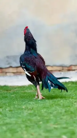 #foryou #foryoupage #aseellovers #aseelmurga 