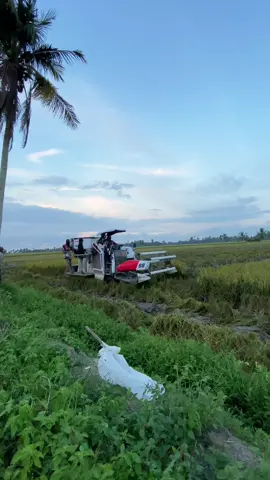 #fyp #yanmaryh850w #pejuangrupiah 