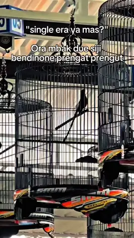 sess 🍃🍃🍃 #promomakanharian #smm #muraibatuindonesia #lombaburungberkicau #CapCut 