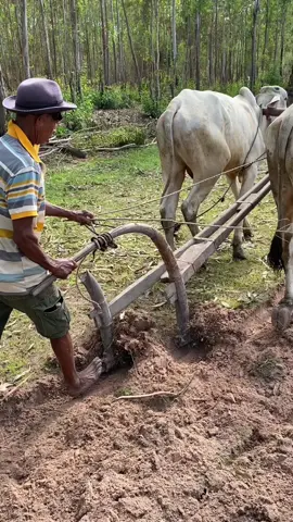 Farmer plows with a cow, a twin plow, 2 very good, Cambodia