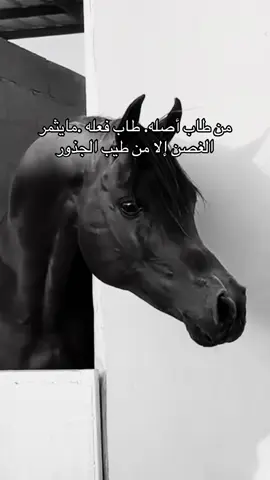 #خيل_وخياله🐎 #viral #fyp #اكسبلورexplore #اقتباسات 