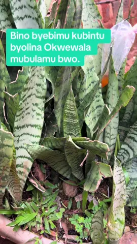 One word for a wise is enough , so kale wuliliza ; #kampala_uganda🇺🇬🇺🇬🤝 #tiktok #fyppppppppppppppppppppppp #usa🇺🇸 #kampala_tiktokers 