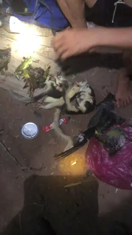 #ทีมงานคุณภาพ #ชีวิตนิยมไพร🏔️ #หมาเฝ่าบ้าน🦮🦮🦎🦎 #ล่าเพื่อดํารงชีวิตร #ล่าเพื่อดํารงชีวิตร 