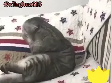 #cat #cutecat #ကြောင်ချစ်သူများအတွက် 