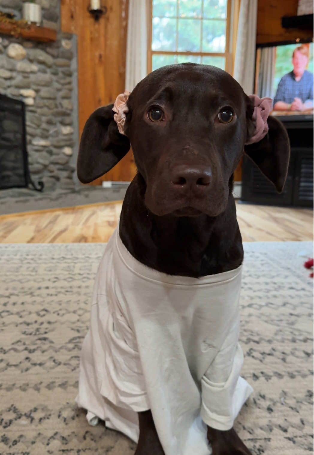 the cutest dobby #puppy #chocolatelab 