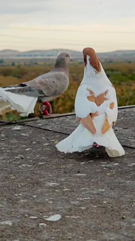 #elvanfilogüvercinleri #suriyeguvercinleri #kalitetesadüfdeğildir #gaziantep #serkankiraz 