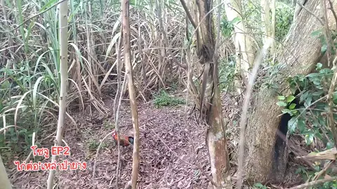 #โซจู ep2 #บุรีรัมย์หวานเจี้ยบ🥰💖 #ไก่ต่อเหล่าป่ายาง #ตามนั้นคับ 