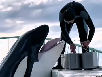 orca #foreverOrca #orcassss #orca #dontfloppls #highquality #orcawhale #funny #viral #plsviral #fypシ #foryou #myspiritanimal #fyp 