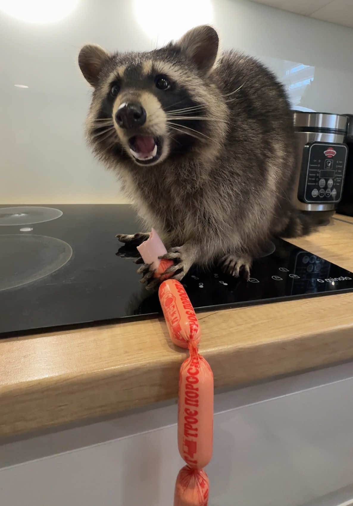 #еноты #енот 