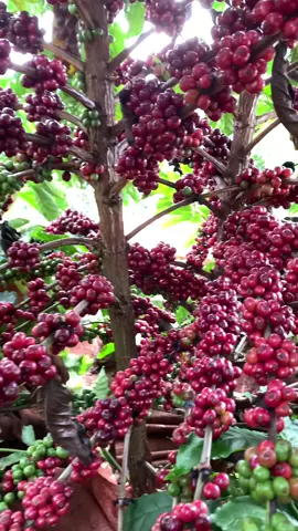 Mới hại ca nè ae đã quá ##xuhuong