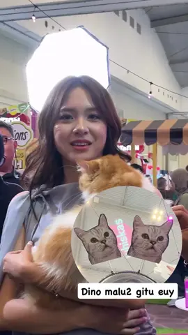 gemes banget sih kucingnya 🤏 #aziziasadel #zeeasadel #azizishafaasadel  sc:balqis_02