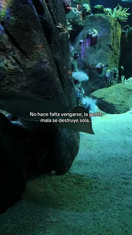 Cómo estás hoy?  #mujereslatinas #aquarium #frasesdeamor #compartir #fyppppppppppppppppppppppp 