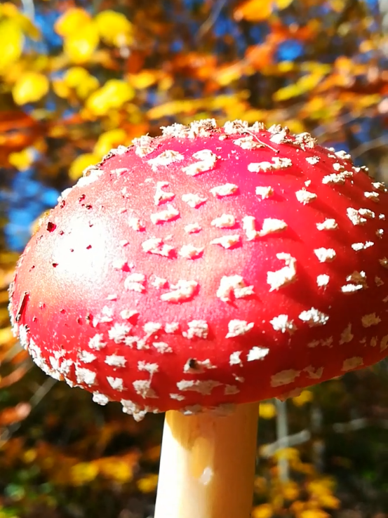#AmanitaMuscaria #Herbstzeit #Pilz #Wald #Natur 