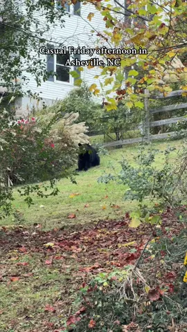 This was Bear was in someone’s backyard in a super nice neighborhood in Asheville! We’re weren’t expecting to see a bear so close to town with a bunch of restaurants! Soooo cool this was a half a mile from a restaurant with delicious tacos called mamacitas 👌