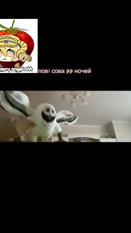 сова 99 начей 