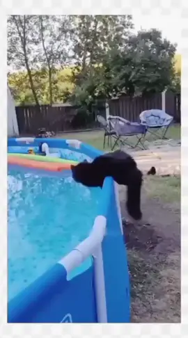 Funniest cat moment ever! | Try not to laugh | Funny cat video compilation #fyp #foryoupage #trendingcats #funnyanimals #cutecats 