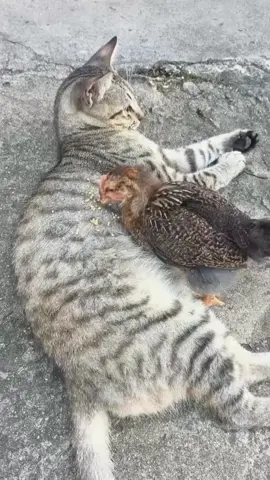 #cat #funnyvideos😂 #funnycat #foryour #foryoupage❤️❤️ 