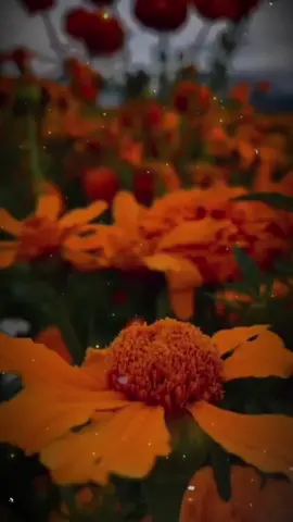 #recuerdame #vamosacerrarlacaja #volvistediferente #diademuertosmexico 