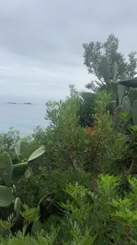 #beachday #isoladelba #flor #