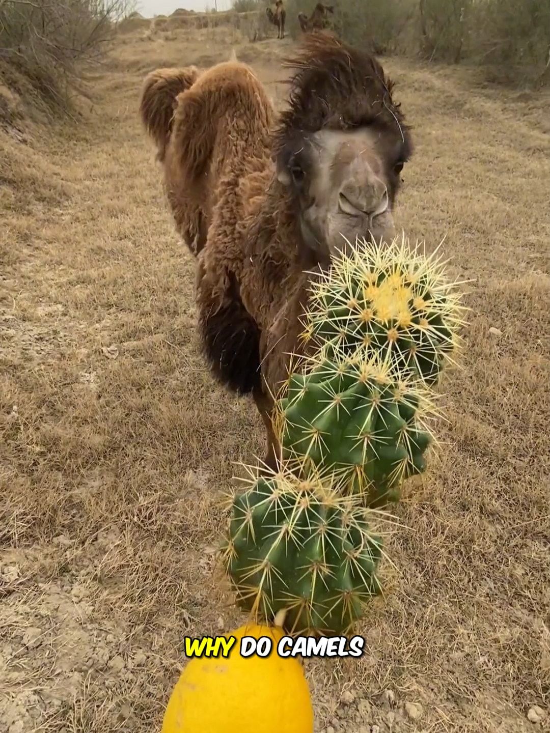 The most powerful digestive ability