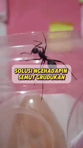 hadapin semut grudukan pakai spray ini! #fyp #bacuya #antisemut #pembasmisemut #semut 
