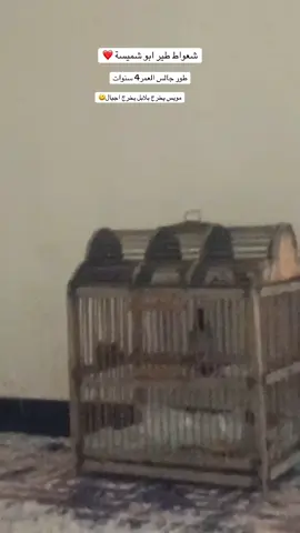 كول ماشالله 🧿#بلابل_العراقيه #بلابل_ديالى_العراق #البصره_شط_العرب #بلابل_ابيض_الخدين #CapCut 