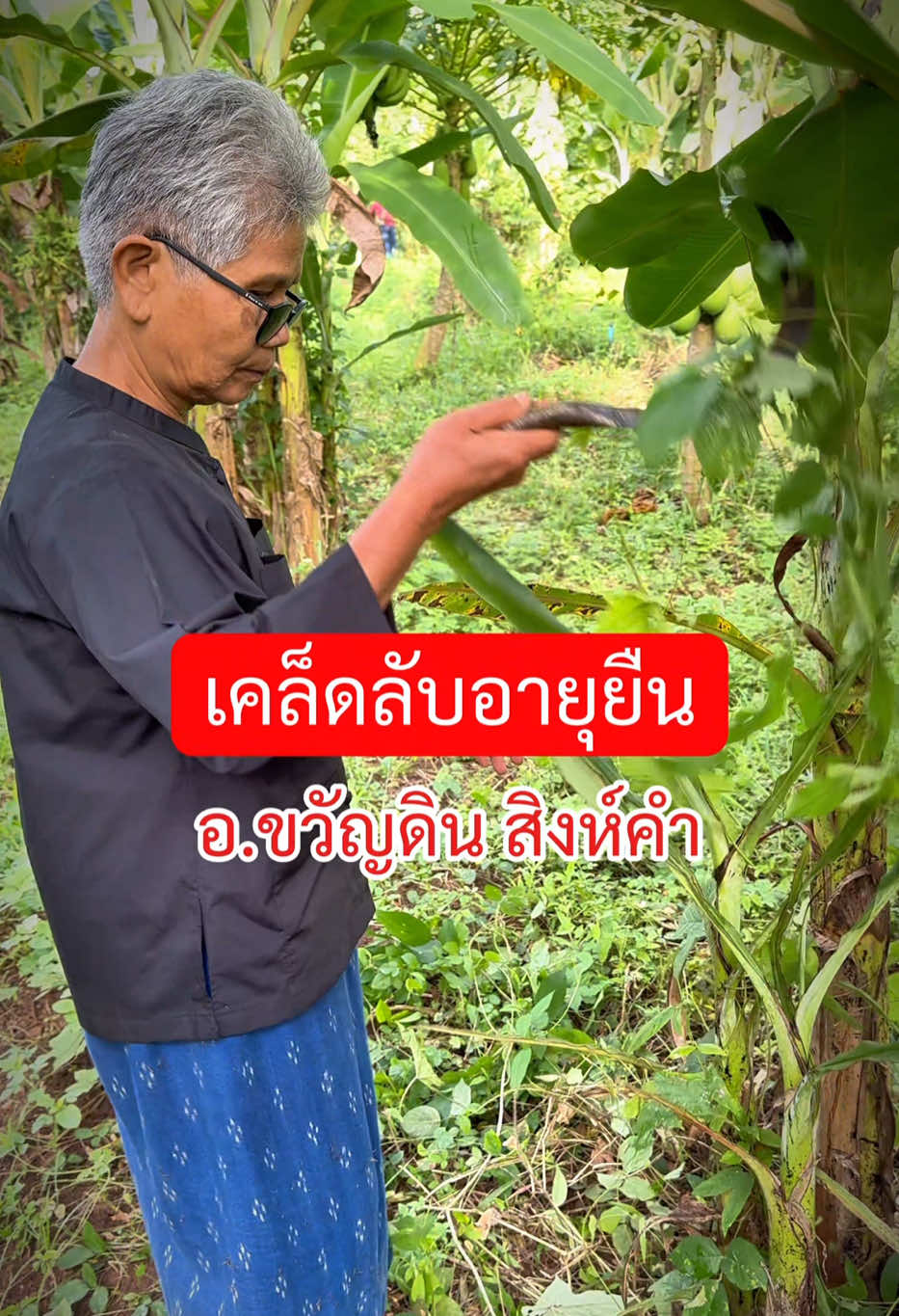 เปิดเผย #เคล็ดลับ อายุยืนและแข็งแรงของอาเปิ้ม (อ.ขวัญดิน สิงห์คำ) ในวัย 71 ปี ในด้านสังคม อาเปิ้มได้รับรางวัลยกย่องเชิดชูเกียรติมากมาย ส่วนด้านปัจเจกบุคคล อาเปิ้มมีวัตรปฏิบัติที่ไม่เหมือนคนทั่วไป คือ ทานอาหารมังสวิรัติมาอย่างยาวนาน เป็นผู้มีศีล 5 ละอบายมุข และยังรักษาพรหมจรรย์ครองตนเป็นโสดมาได้ตลอดชีวิตด้วย สมควรยกย่องเป็น “คนต้นแบบ” ที่หาได้ยากในโลกปัจจุบัน เราทุกคนควรเอาเยี่ยงอย่างท่าน 🥰  เรื่องราวชีวิต #กระบี่พุทธมนุษย์กินพืช #กระบี่พุทธมนุษย์ฝึกตน #ฟาร์ม #เฮือนซายโท่ง 