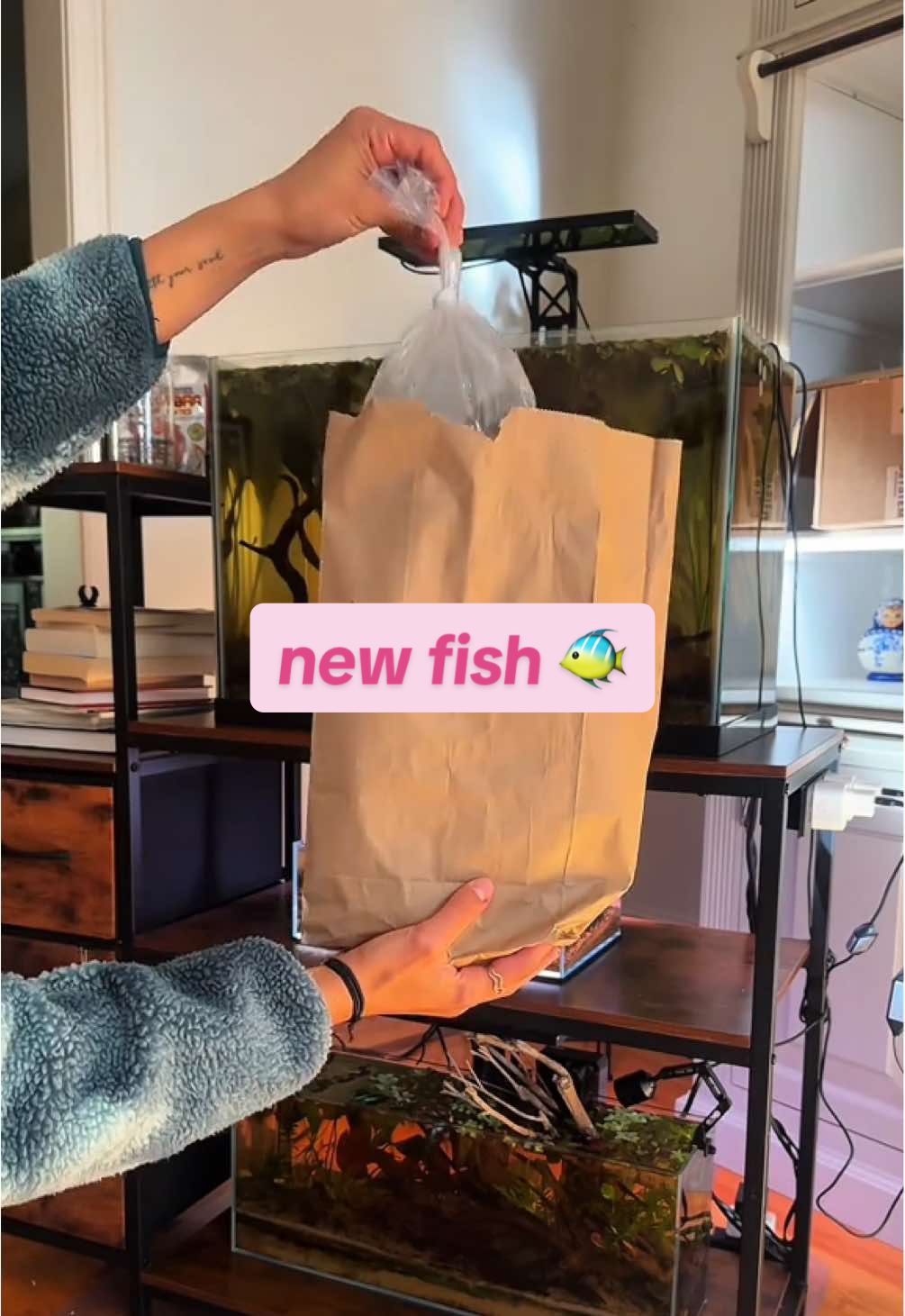 wait to see the Lamp Eye killifish’s special trick 🫶🏼 #fishtok #bettafish #aquascape #plantedtank #fyp 