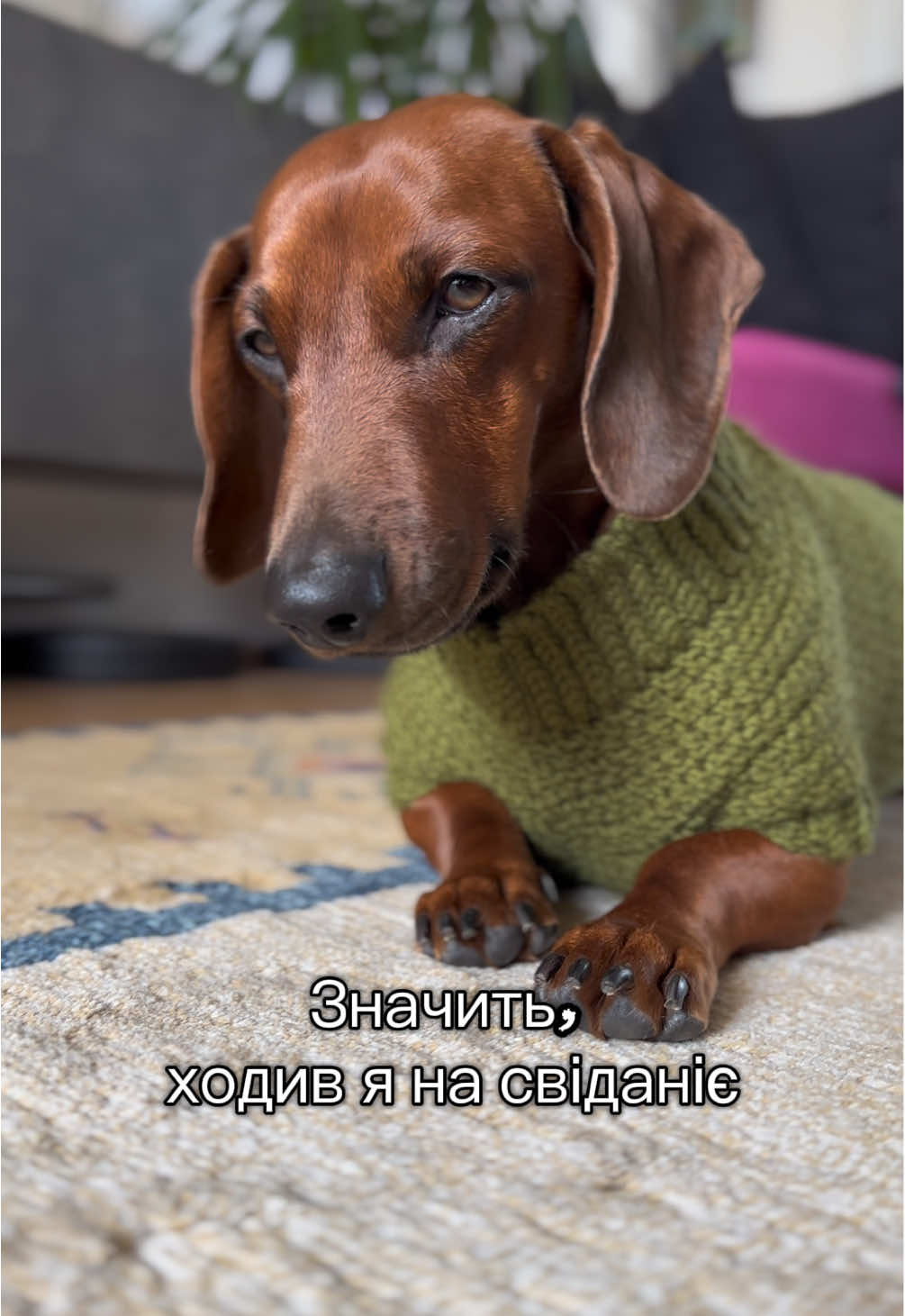 такса | гумор | dachshund | dackel собака | смішнівідео #dachshundlover #dachshundpuppy #dachshundmoments #такса#стандартнаятакса   