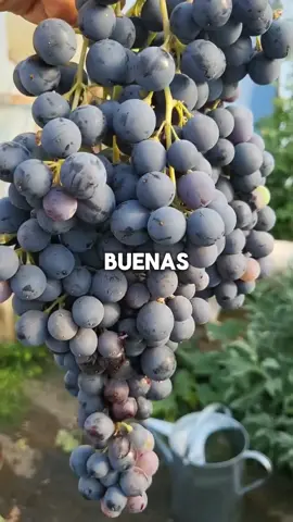 Sabías esto? Síguenos para más consejos de salud #comidasaludable #frutas #viral #salud #consejosdesalud