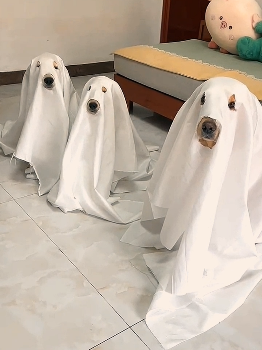 When puppies wear ghost costumes… too cute to handle! Who can resist these fluffy ‘white sheets’? #halloween #halloweencostume #goldenretriever #doghalloween 
