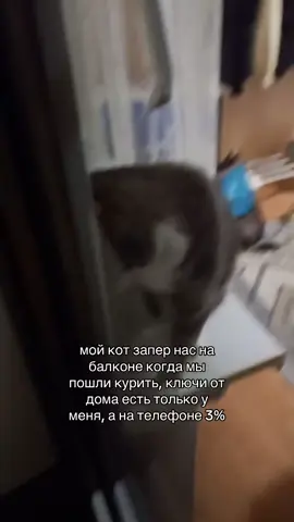 видосу два года #recommendations #fypシ゚ #кот #мем 